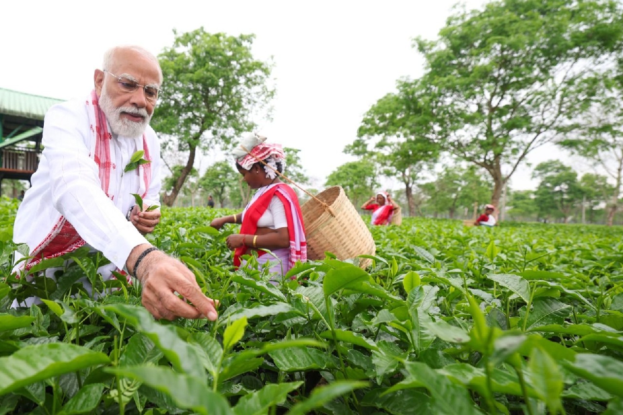 తేయాకు ఆకులు కోసి, కార్మికులతో సెల్ఫీ దిగిన ప్రధాని నరేంద్రమోదీ