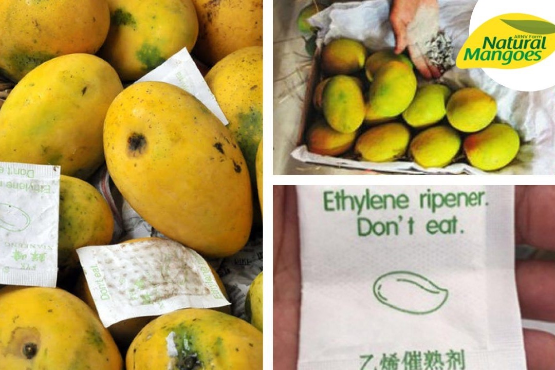 హైదరాబాద్‌లో కల్తీ మామిడి పండ్ల దందా.. 200 కిలోలు సీజ్, వ్యాపారి అరెస్ట్!