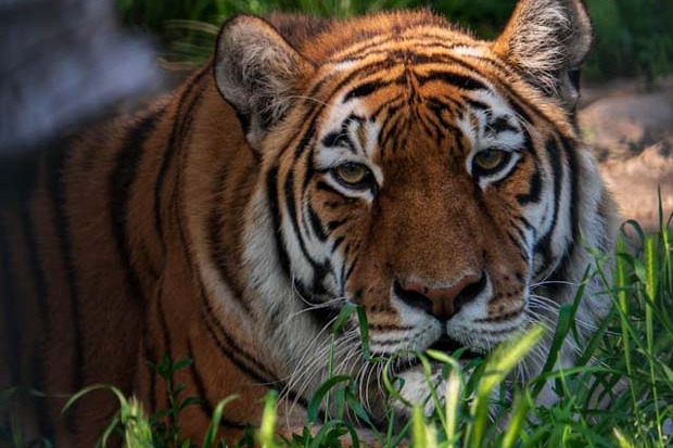 పోలవరం జిల్లాలో పెద్దపులి కలకలం