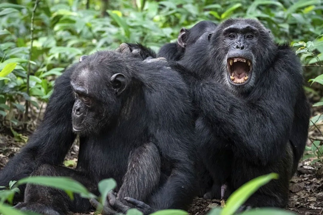 చింపాంజీల మధ్య అంతర్యుద్ధం.. దశాబ్ద కాలంగా కొనసాగుతున్న భీకర పోరు