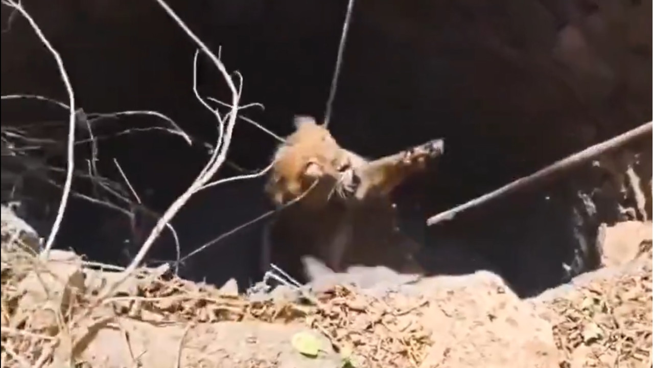Gir Lion Rescued from Well in Amreli Gujarat