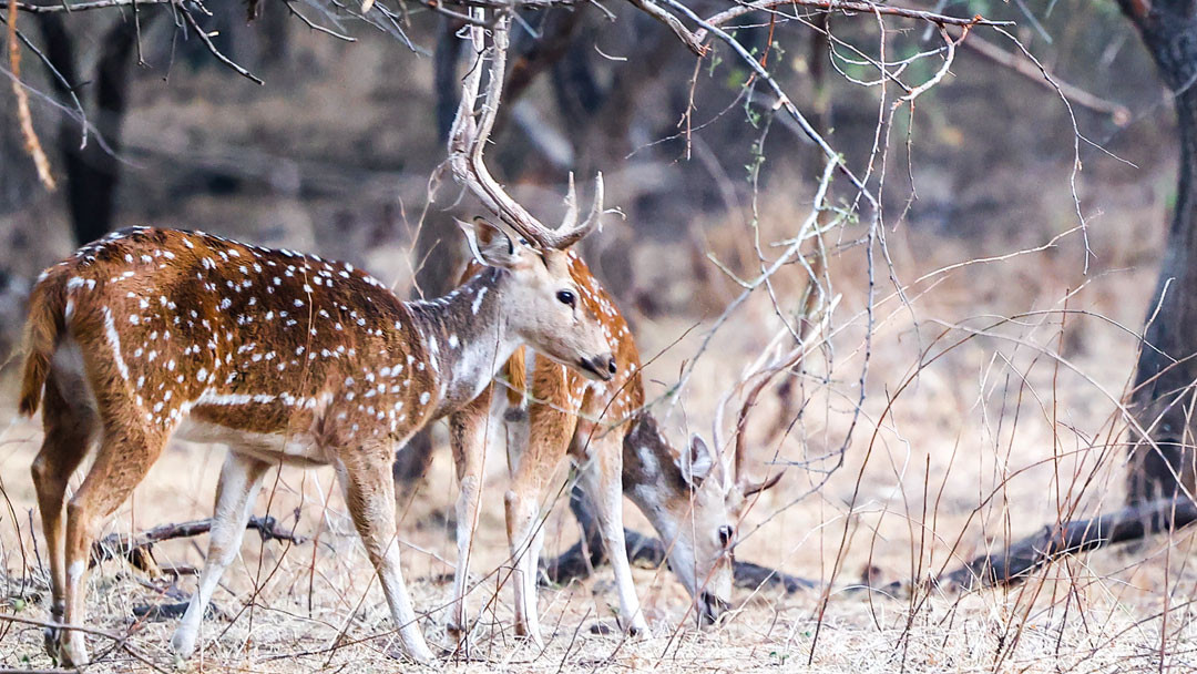 Villagers in Chhattisgarh Rescue Spotted Deer Only to Cook and Eat It