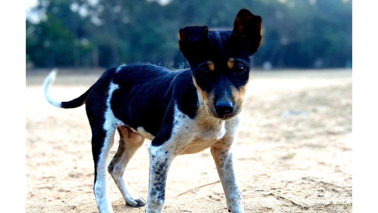 Dog attack 3 Year Old girl in Telangana