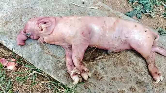 Nagarkurnool Pig Gives Birth to Elephant Like Creature