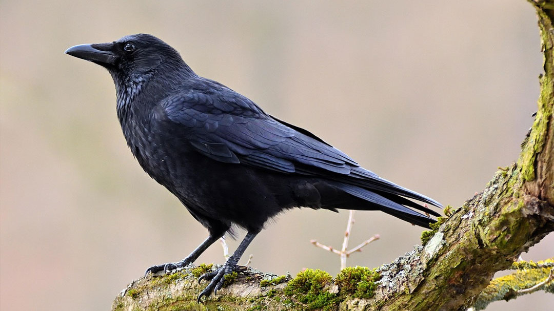 Hyderabad Family Buys Crow for Funeral Rites Due to Heat