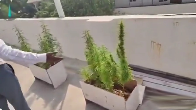Techie plants Ganja on his terrace lack of money to purchase weed 
