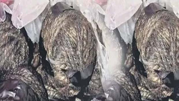 country made bombs found at ycp leader house