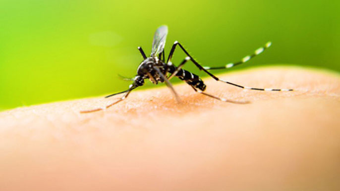  Doctor Explains How Dengue Is Reaching Urban Homes