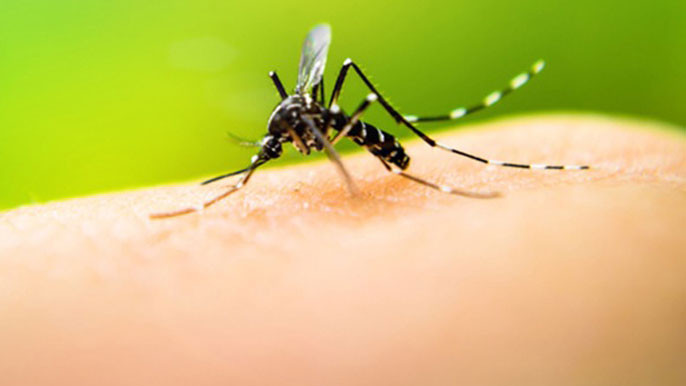 Do Mosquitoes Bite More If You Drink Alcohol Heres What Science Says