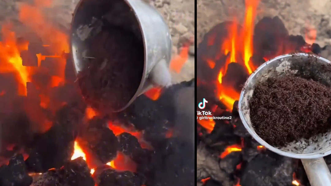 TikTok video Outrage over viral video of ants being cruelly killed