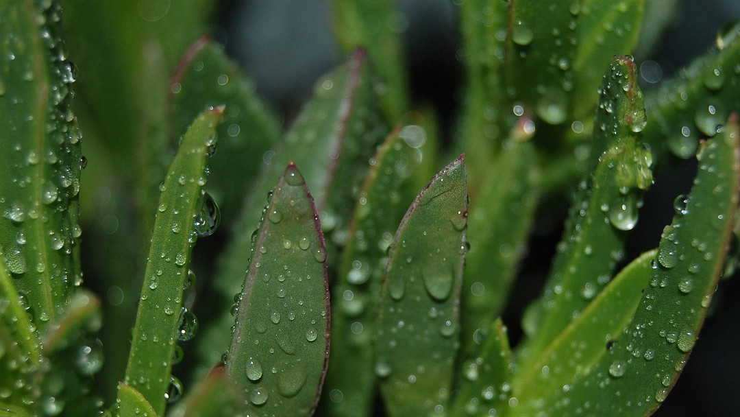 MIT Research Reveals Rain Sound Accelerates Seed Germination