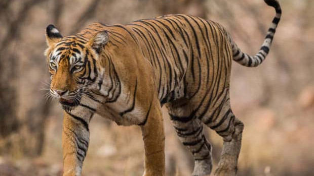 Rajamahendravaram Tiger Roaming Confirmed by Forest Department