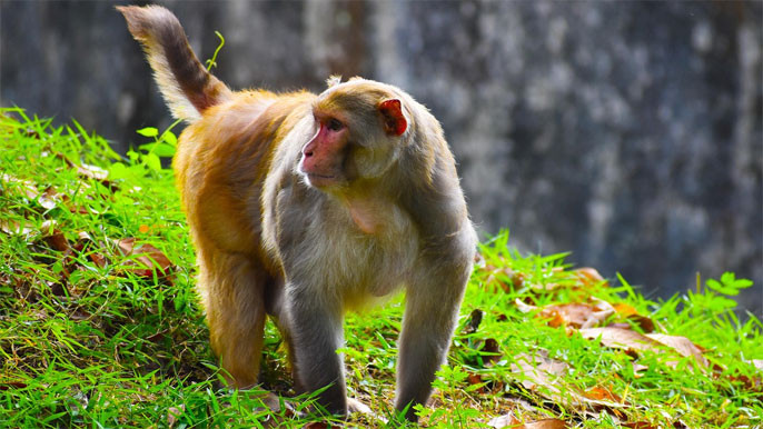Monkey Attacks US Navy Sailor in Thailand During Tensions with Iran