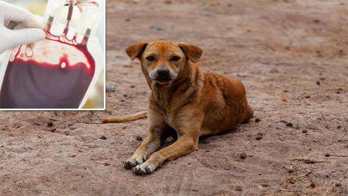 Illegal Dog Blood Trade Uncovered In Shaikpet Private Hospital Hyderabad