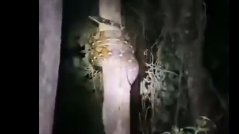Python tries to climb a tree visuals went viral
