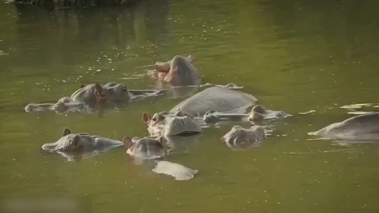 Anant Ambani offers Vantara home to save Colombia hippos