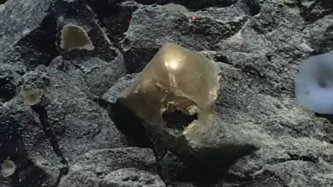 Scientists Reveal True Identity Of Mysterious Golden Orb Found At Bottom Of The Ocean