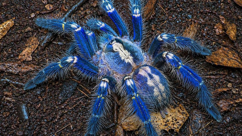 AP Govt focuses on rare Peacock Tarantula Spider in Nallamala Forest
