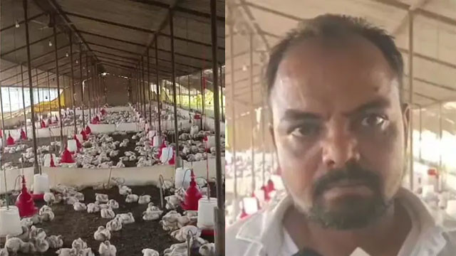 140 Chickens Die After Wedding DJ