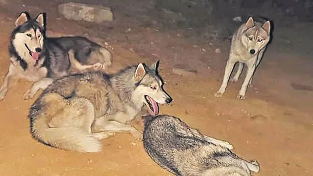 Unidentified people abandoned expensive husky dogs on the road in Patancheru