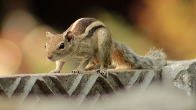 Squirrel Terrorizes Mohanlal Sukhadia University Campus in Udaipur