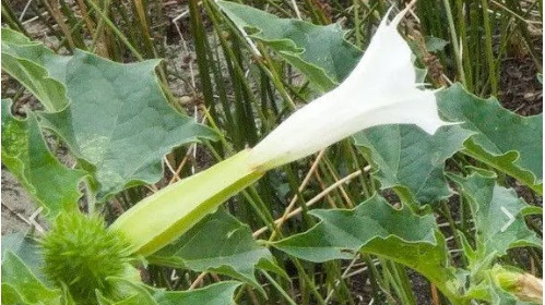 Family critical after consuming Datura after watching a social media video in Anakapalli district