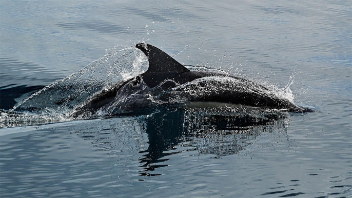 Iran Kamikaze Dolphin Plot Debunked by US Official Pete Hegseth