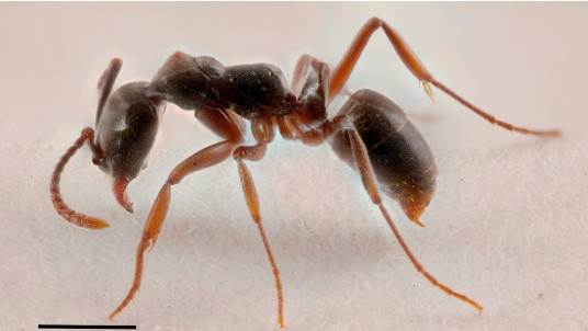 Asian Needle Ant Spreading Rapidly in America