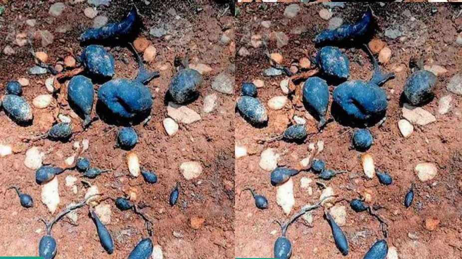 Earth Mango Fungus Sclerotium stipitatum Emerges in Kerala Farmland