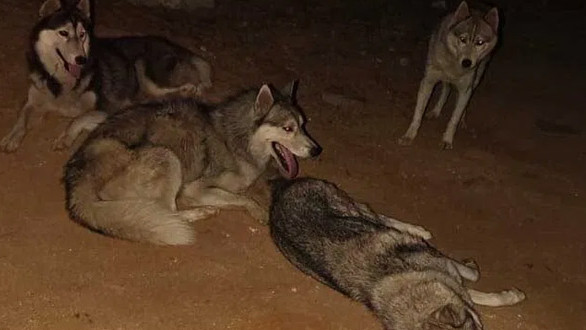 Siberian Huskies Case Solved Four Arrested in Sangareddy
