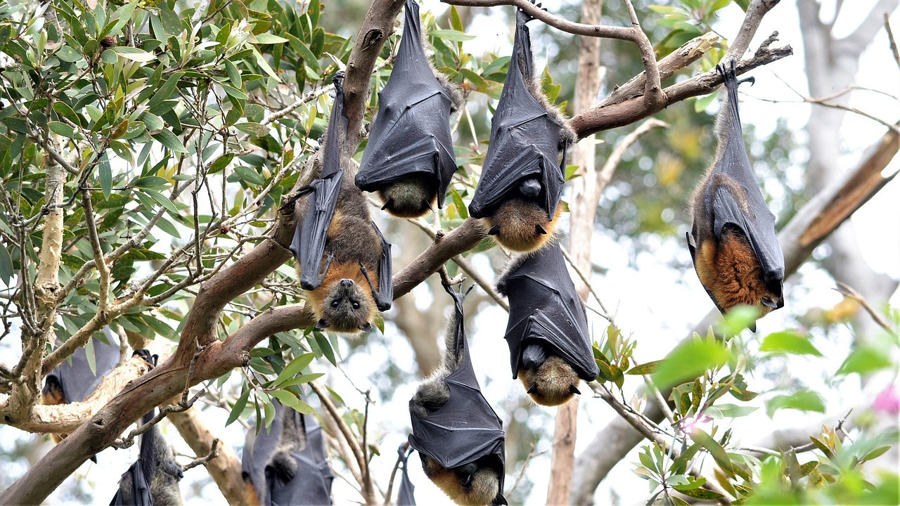 Coronavirus Discovered in Thailand Bats Poses Threat to Humans