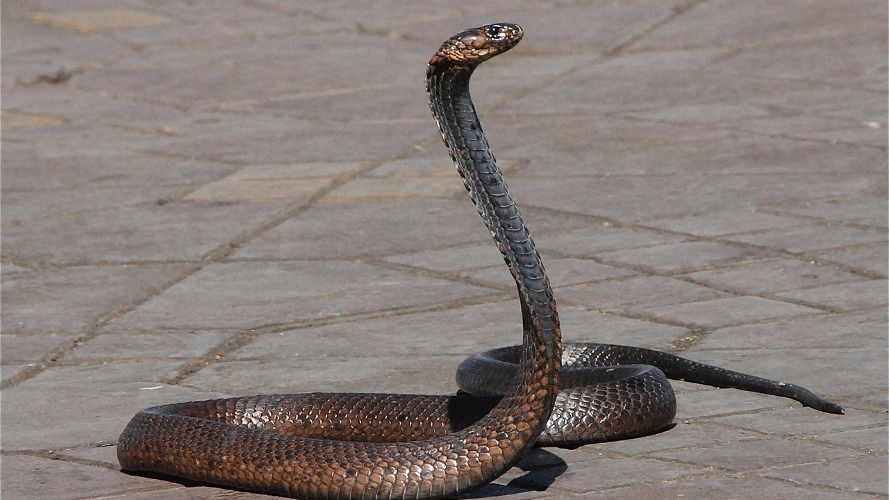 Why Some Countries Have No Snakes