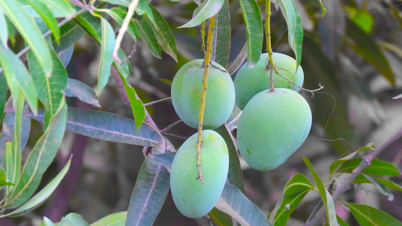 Priyanka Sinha Warns Against Collecting Fallen Mangoes in Singapore