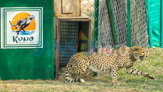 Kuno National Park Four Cheetah Cubs Die in Tragedy