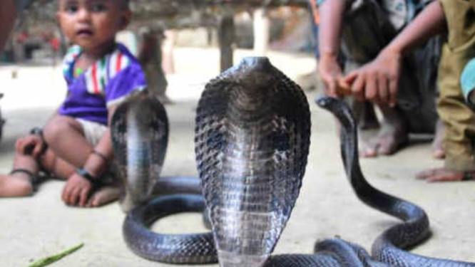 Shetphal Village Maharashtra Home to Cobras
