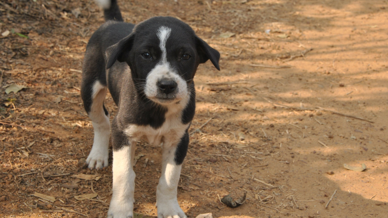 Guntur GGH Dog Carries Human Leg From Hospital