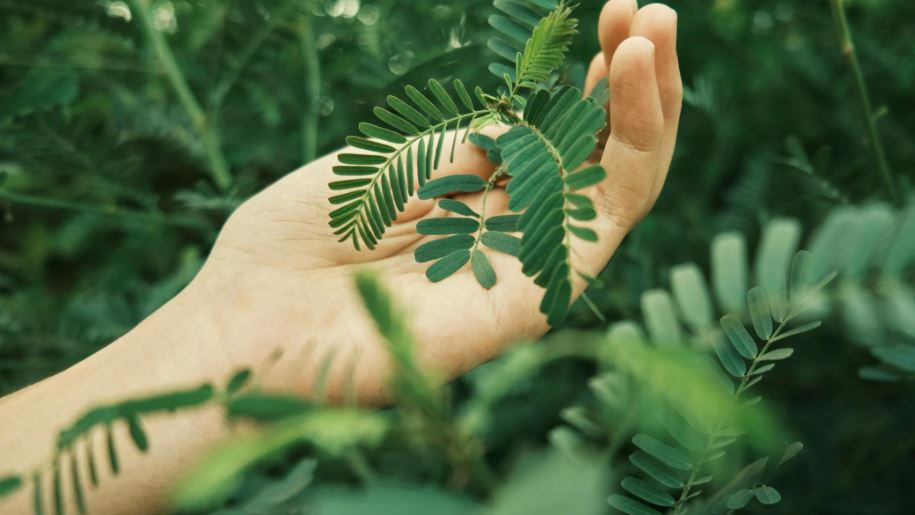 Touch Me Not Plant Shows Unique Ability Research Reveals