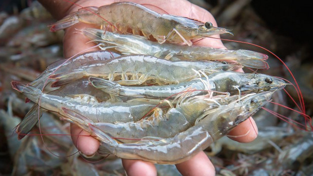 Rupinder Kaur Punjab Shrimp Farming Success Story