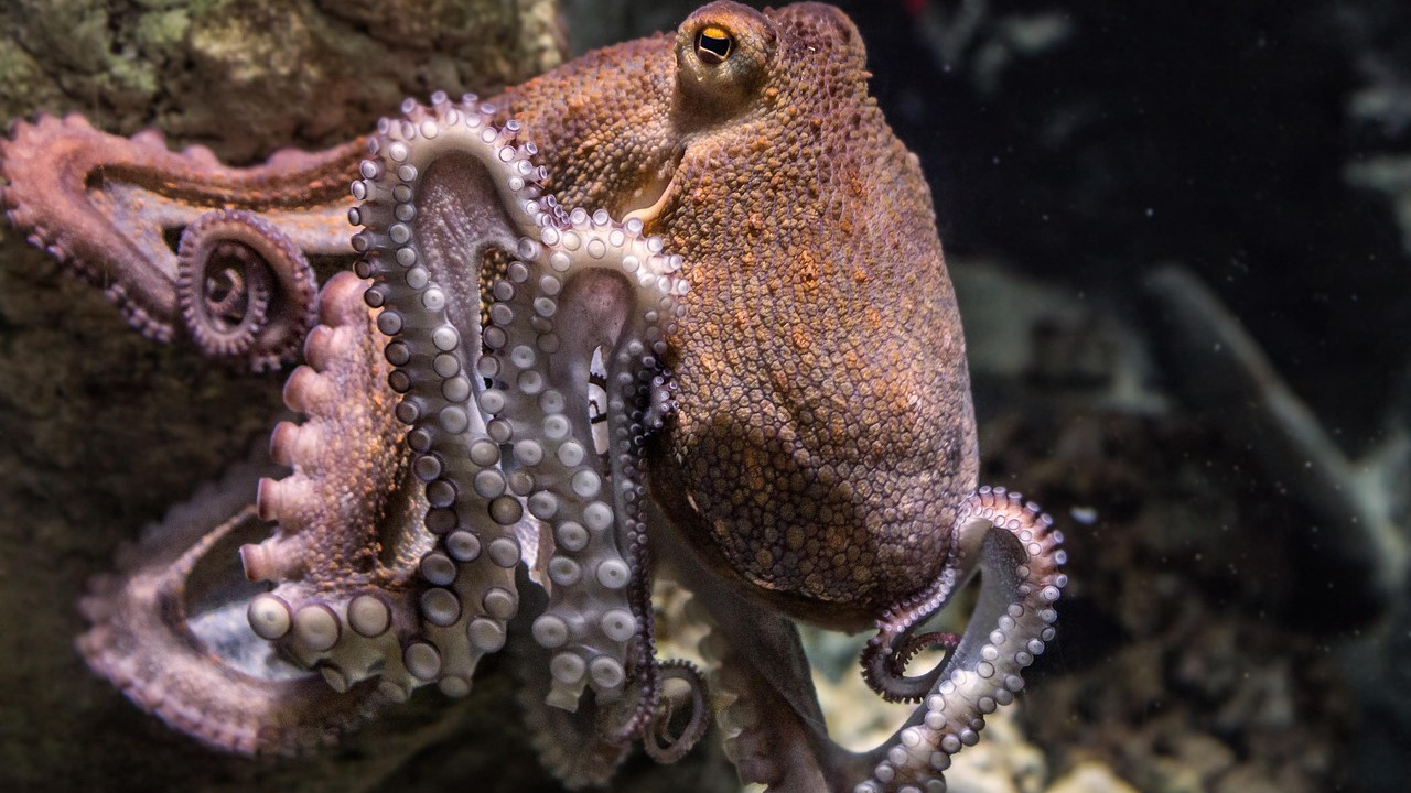 Octopus Mothers Death Sentence After Laying Eggs The Reason