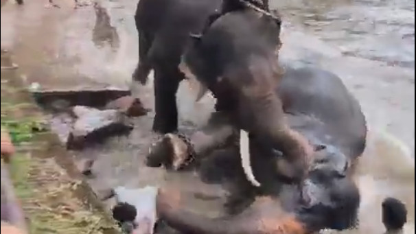 Dubare Elephant Camp Karnataka Tourist Dies in Elephant Fight