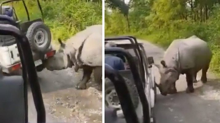 Rhino flips safari jeep in Manas National Park Assam video