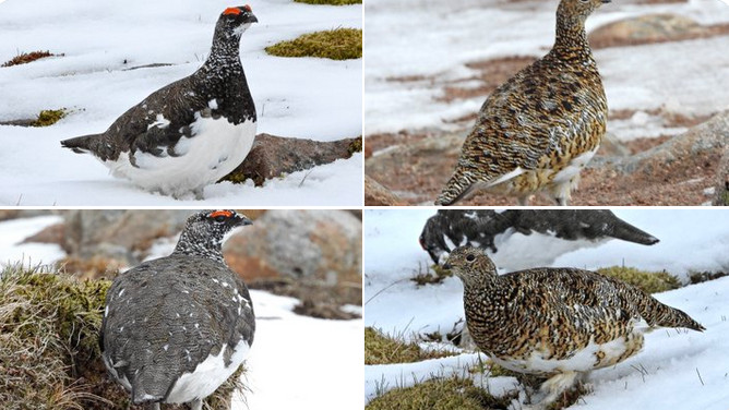 Ghost Bird White tailed Ptarmigans Amazing Seasonal Camouflage