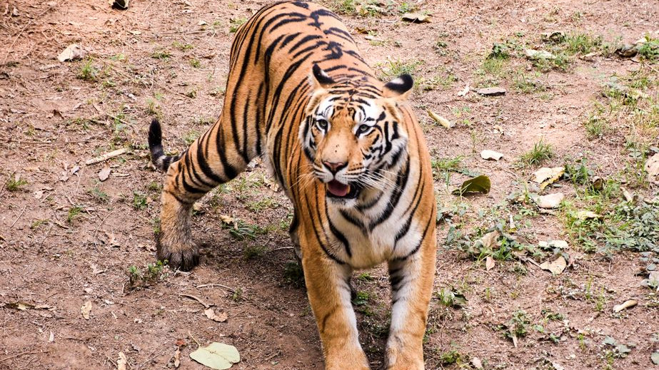 Chandrapur Tiger Attack Four Women Killed in Maharashtra Forest
