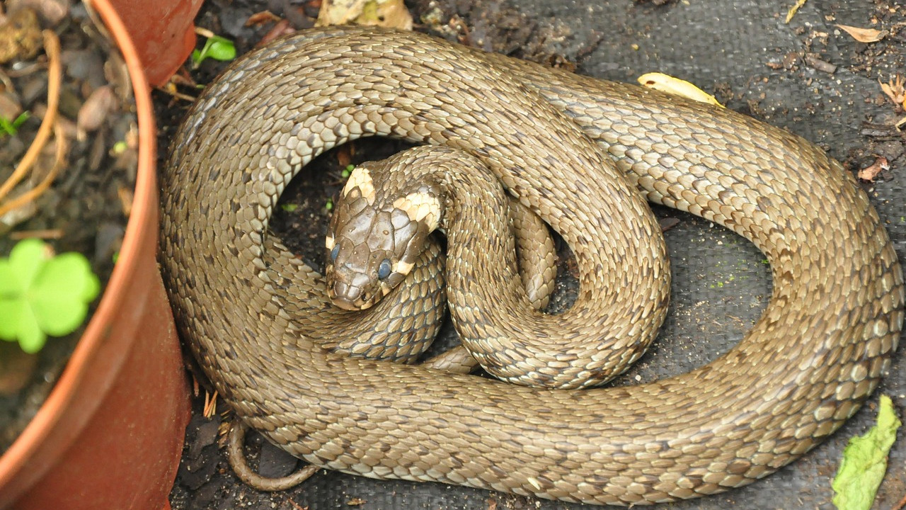 Snake Hotspots India Travel Advisory