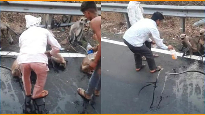 Thirsty monkey stops bus in Vidarbha seeking water