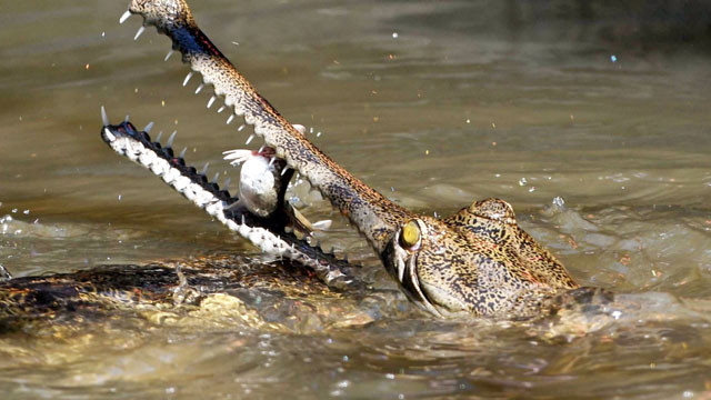Crocodile attack in Sarayu River Man missing after funeral