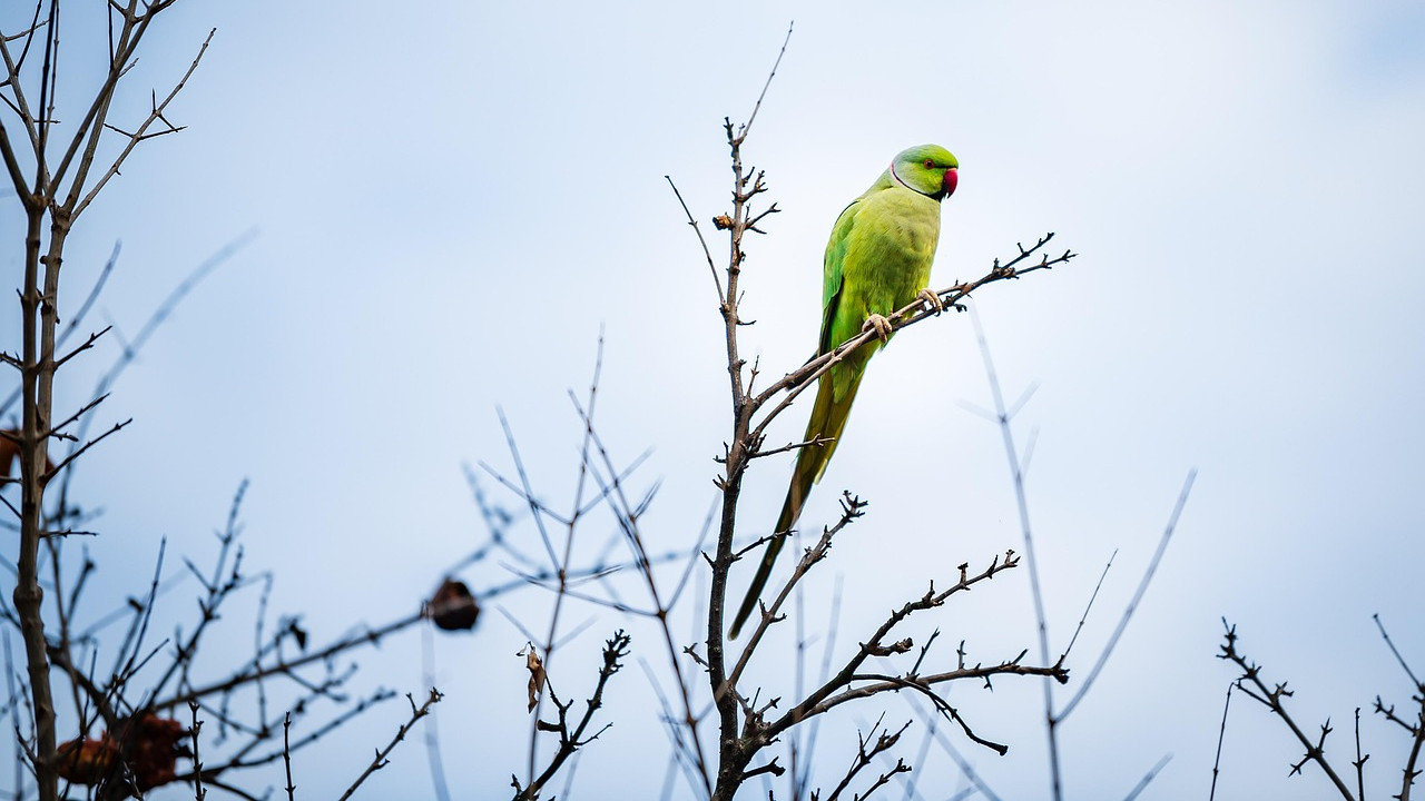 Parrots Indicate Good Environment A Positive Sign