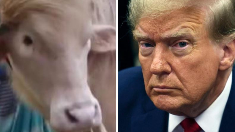 Iran mocks Trump with buffalo video amid US tensions
