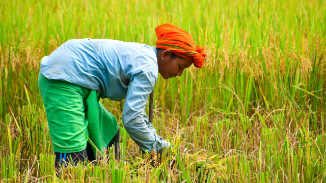 El Nino Effect Central Government Action on Kharif Season