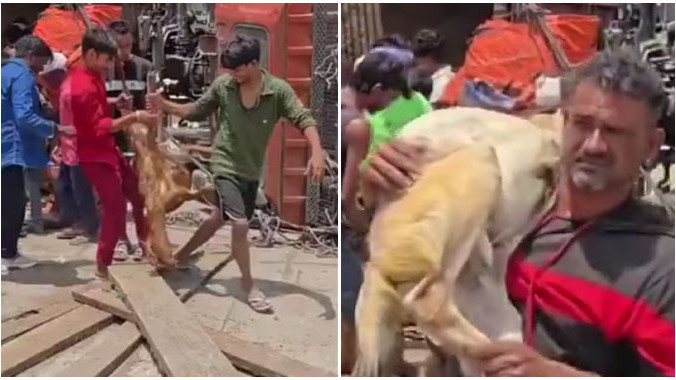 Kaushambi Road Accident Goats Stolen After Lorry Overturns